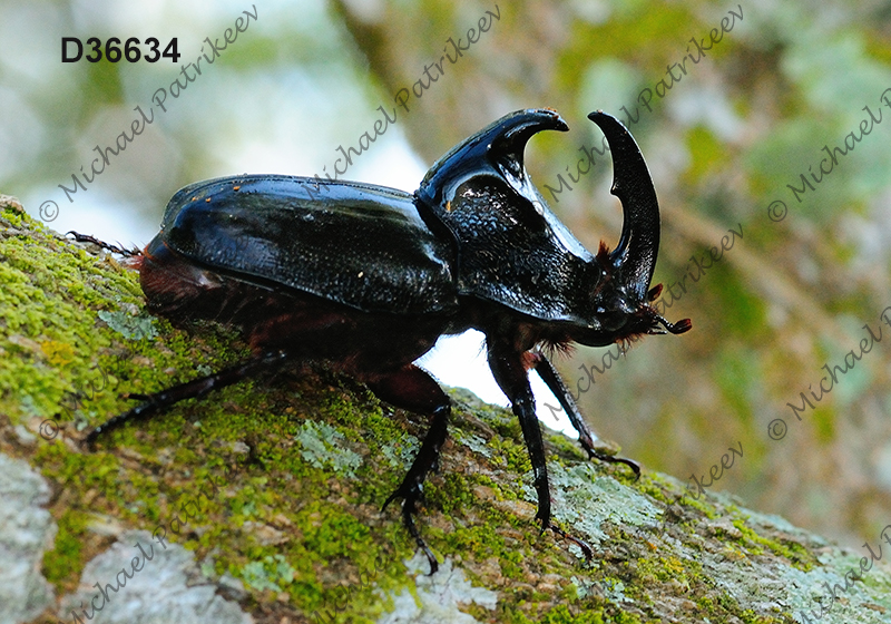 Black Pan Beetle (Enema pan)